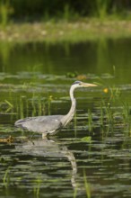 Grey heron (Ardea cinerea), water, hunting, Lower Austria