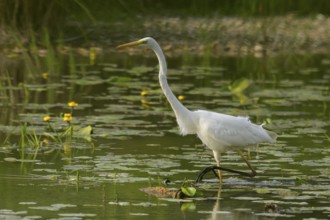 Great White Egret (Ardea alba), water, hunting, Lower Austria