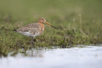 Long-beaked and long-legged... Black-tailed godwit (Limosa limosa), native meadow limosa, wading