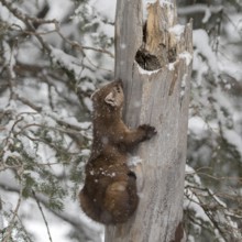 Articulated... American pine marten (Martes americana), also called spruce marten, climbing up an