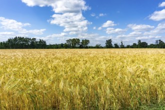 Grain field, in front of harvest, barley, near Bottrop-Kirchhellen, North Rhine-Westphalia,