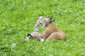 Eurasian lynx (Lynx lynx) youngster on a meadow, Bavaria, Germany, Europe