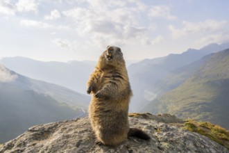 Alpine marmot (Marmota marmota) in autumn, Grossglockner, High Tauern National Park, Austria,