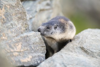 Alpine marmot (Marmota marmota) youngster in autumn, Grossglockner, High Tauern National Park,