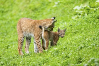 Eurasian lynx (Lynx lynx) mother with her youngster, Austria, Europe