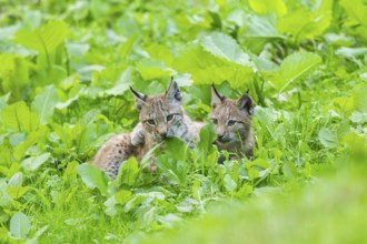 Eurasian lynx (Lynx lynx) youngsters on a meadow, Bavaria, Germany, Europe