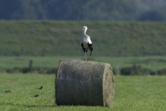 White stork (Ciconia ciconia) standing on a round hay bale, Lower Rhine, North Rhine-Westphalia,