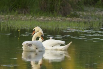 Mute swans (Cygnus olor), juveniles, water, Lower Austria