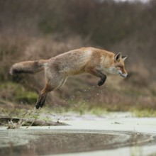 Red fox (Vulpes vulpes) in a powerful, high jump, jumping over a body of water, natural