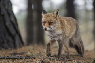 In a coniferous forest... Red fox (Vulpes vulpes), a fox walks calmly through a forest close by,