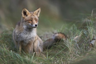Red fox (Vulpes vulpes), adult animal in long-haired, thick winter coat sits in the high grass of a