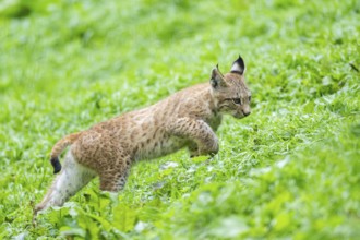 Eurasian lynx (Lynx lynx) youngster on a meadow, Bavaria, Germany, Europe