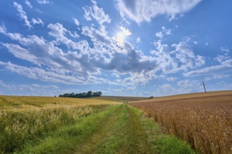 Path through golden fields with cloudy sky and bright sun in the sky, summer, Thüngen, Main