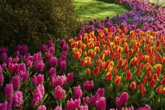 A flower bed with colourful tulips and hyacinths, Keukenhof, Lisse, province of South Holland,