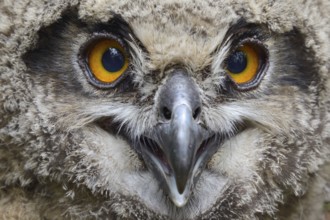 European eagle owl (Bubo bubo), young bird, not yet fledged branchling after jumping out of the