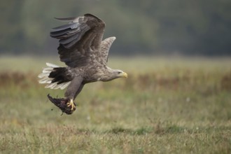 Accessed... White-tailed eagle (Haliaeetus albicilla), adult white-tailed eagle in flight with prey