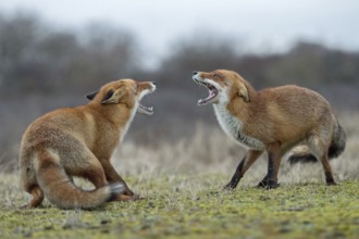 Snarling... Red fox (Vulpes vulpes), two foxes, red foxes have come into conflict during the