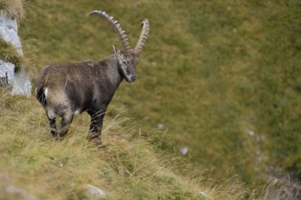 In the territory of the ibex... Alpine ibex (Capra ibex), ibex in steep terrain on a mountain