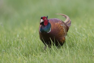 In the tall grass... Hunting pheasant (Phasianus colchicus), pheasant, magnificent pheasant cock,