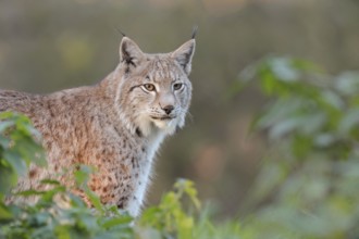 Brush ears and whiskers... Eurasian lynx (Lynx lynx) standing with focussed gaze between bushes in