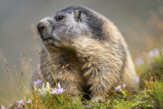 Alpine marmot (Marmota marmota) in autumn, Grossglockner, High Tauern National Park, Austria,