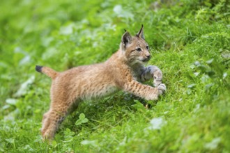 Eurasian lynx (Lynx lynx) youngster on a meadow, Bavaria, Germany, Europe