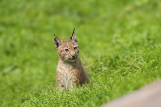 Eurasian lynx (Lynx lynx) youngster on a meadow, Bavaria, Germany, Europe
