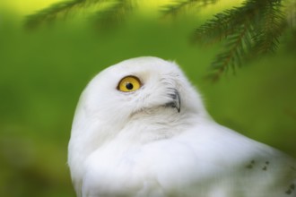Snowy owl (Bubo scandiacus), portrait, Bavaria, Germany, Europe