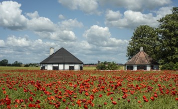 Field with flowering Poppy (Papaver rhoeas) a cottages in Ingelstorp, Ystad municipality, Skåne