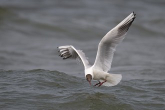 Black-headed gull (Chroicocephalus ridibundus) in summer plumage, flying above the water surface,