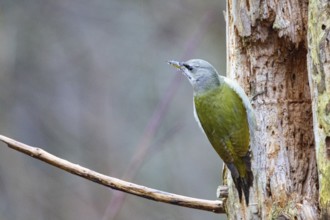 Grey-headed Woodpecker (Picus canus) wbl Germany
