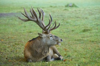 Red deer (Cervus elaphus), resting with its impressive antlers on the meadow, Germany, Europe