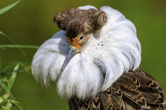 Detailed study of a bird with splendid white neck plumage and brown head, Ruff (Calidris pugnax,