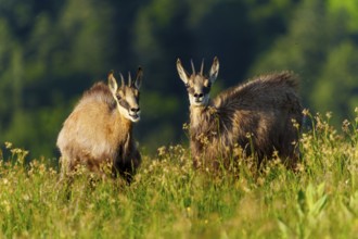 Two chamois standing on a colourful meadow with a dark forest in the background, chamois, chamois,