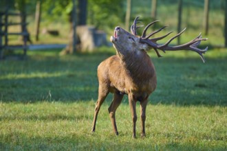 Red deer (Cervus elaphus), with impressive antlers, during the rutting season, standing on a green