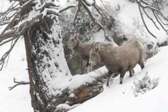 Rocky Mountain bighorn sheep (Ovis canadensis), adult female with a yearling in winter with heavy