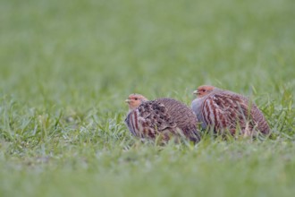 In pairs... Grey partridges (Perdix perdix) crouching in green grass, in a field in young winter