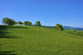 Green hilly terrain with scattered beech trees under a blue sky, spring, Schauinsland, Freiburg im