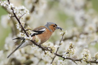 With prey... Chaffinch (Fringilla coelebs), male in splendid plumage sitting in a hawthorn bush,