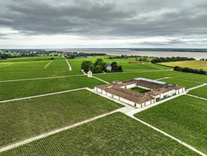 Chateau Latour Vineyard and grape fields around Pauillac from a drone, Bordeaux, Gironde,