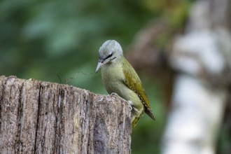Grey-headed Woodpecker (Picus canus) wbl Germany