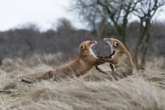 Roll backwards... Red fox (Vulpes vulpes), two red foxes, foxes fighting, threatening, fighting
