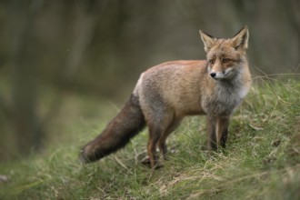 In beautiful, thick winter fur... Red fox (Vulpes vulpes), fox on a mountain meadow, on a slope in
