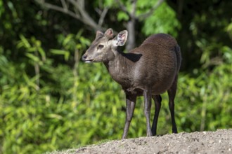 Reeves's muntjac, Chinese muntjac (Muntiacus reevesi) native to south-eastern China and introduced