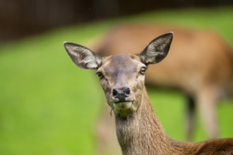 Red deer (Cervus elaphus) hind, portrait, Austria, Europe