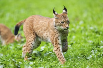 Eurasian lynx (Lynx lynx) on a meadow, Austria, Europe