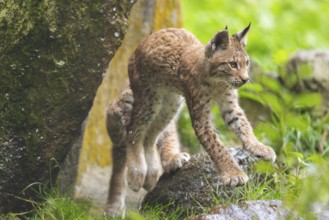Eurasian lynx (Lynx lynx) youngster on a rock, Austria, Europe