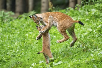 Eurasian lynx (Lynx lynx) youngster on a meadow, Bavaria, Germany, Europe