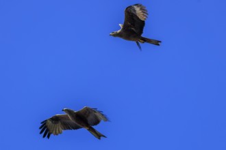 Two birds of prey flying close together against the blue sky, a picture full of grace, Red Kite,