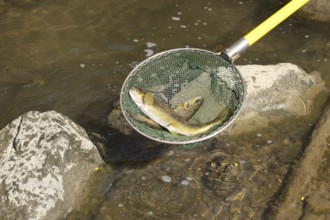 Fishing with current, stunned brown trout in landing net, Mindelheim town stream, Allgäu, Bavaria,